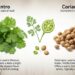 Koriandri: Understanding the Differences and Uses
