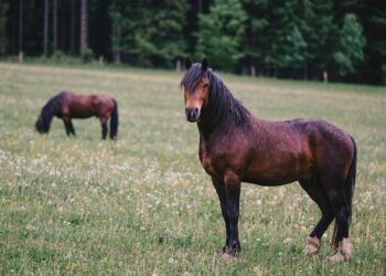 BK Horse: How This Breed is Capturing Hearts Worldwide