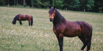 BK Horse: How This Breed is Capturing Hearts Worldwide