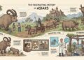 The Fascinating History of Asiaks: From Origins to Modern Day