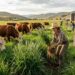 Lyposingrass: The Revolutionary Plant Transforming Sustainable Agriculture